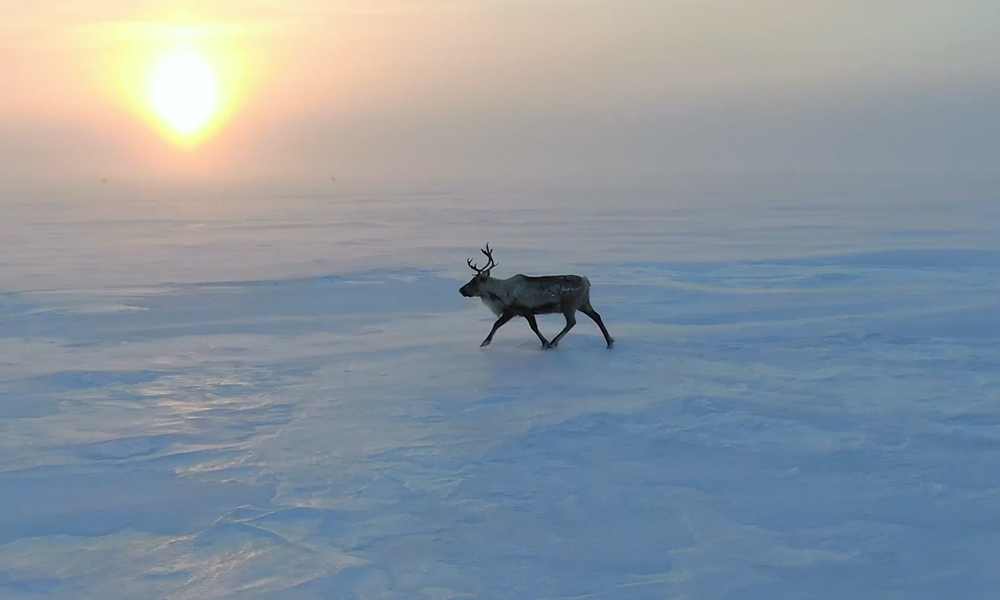 38% омичей готовы переехать ради работы в регионы Крайнего Севера 