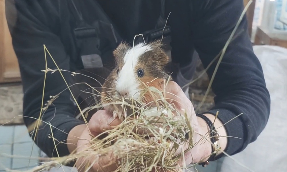 В Большереченском зоопарке показали обитателей аквариума-террариума