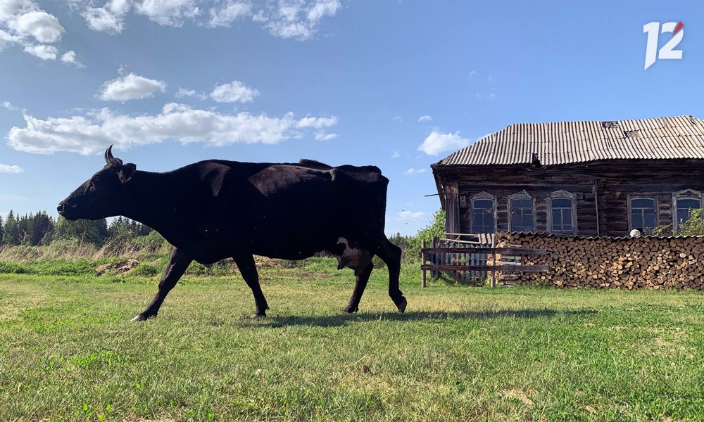 В 10 населённых пунктах Омской области ввели карантин из-за лейкоза крупного рогатого скота