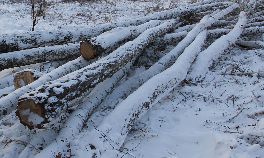 Благодаря космомониторингу в Омской области поймали чёрного лесоруба