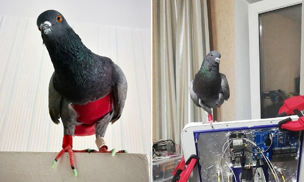 В Омске ищут домашнего голубя в красном комбинезоне