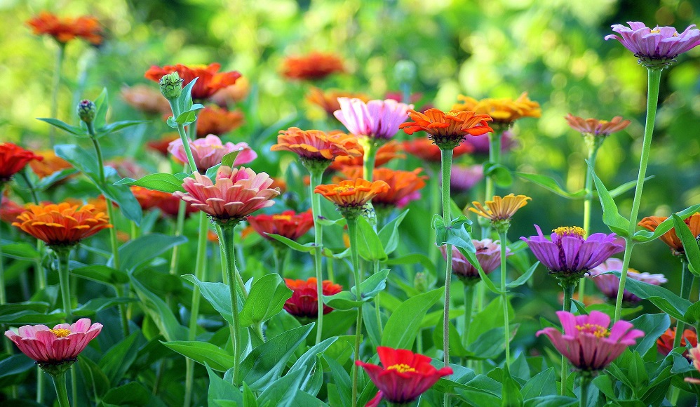 В Омске украсят скверы, где проходит "Флора"