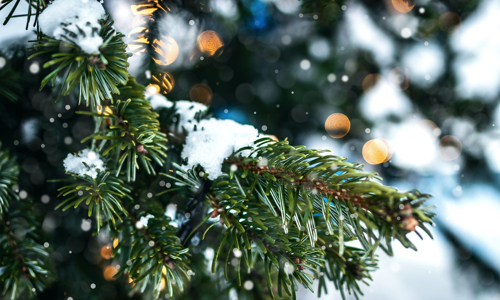 В Омской области усиленно контролируют законность заготовок и перевозок сосен и ёлок к новогодним праздникам