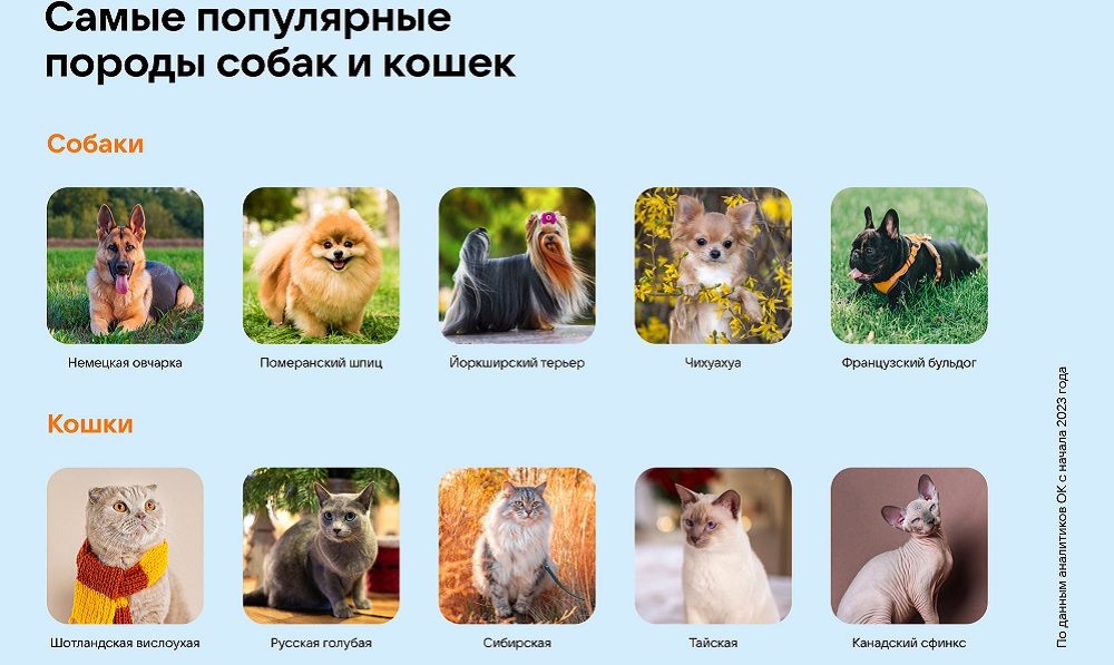 Собаки стали самыми популярными домашними питомцами в России