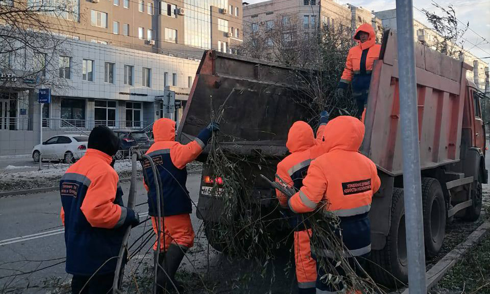 На улице Маяковского в Омске заменяют аварийные деревья на молодые 
