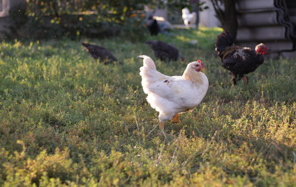 На развитие сельских территорий в 2022 году направят почти 2 миллиарда рублей