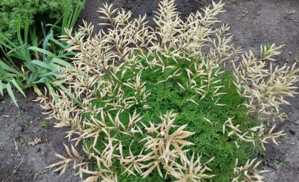 «Пенное» цветение и медовый аромат: где в Омске увидеть волжанку