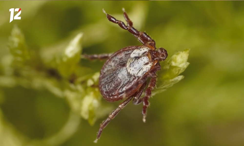 В Омской области от укусов клещей пострадали 2,8 тысячи человек