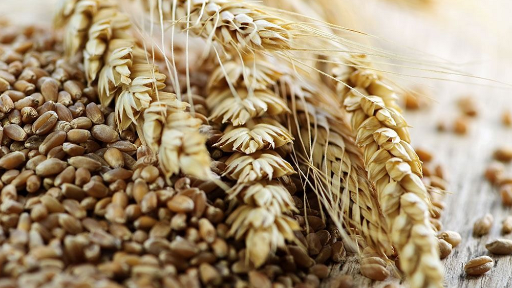 В Омской области убрали больше половины зерновых