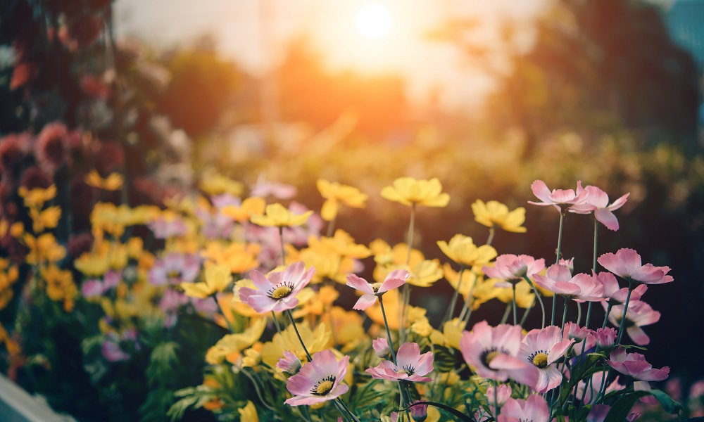 В Омске готовятся к благоустройству Городского сада