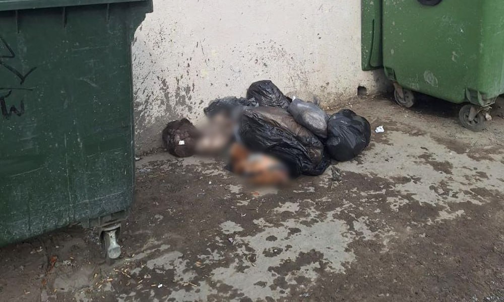 В управлении ветеринарии Омской области рассказали, кто мог выбросить тела кота и собаки на помойку