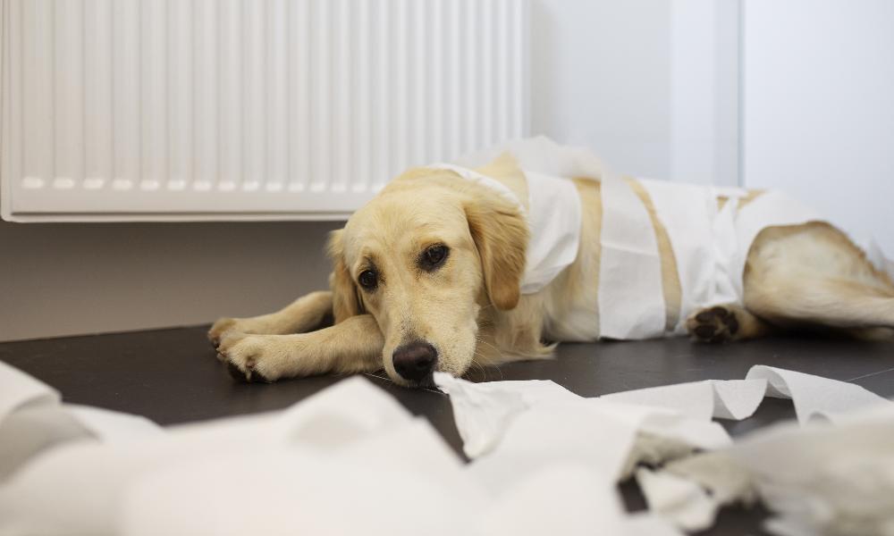 В России ввели запрет на усыпление домашних животных, которые не имеют тяжёлых заболеваний 