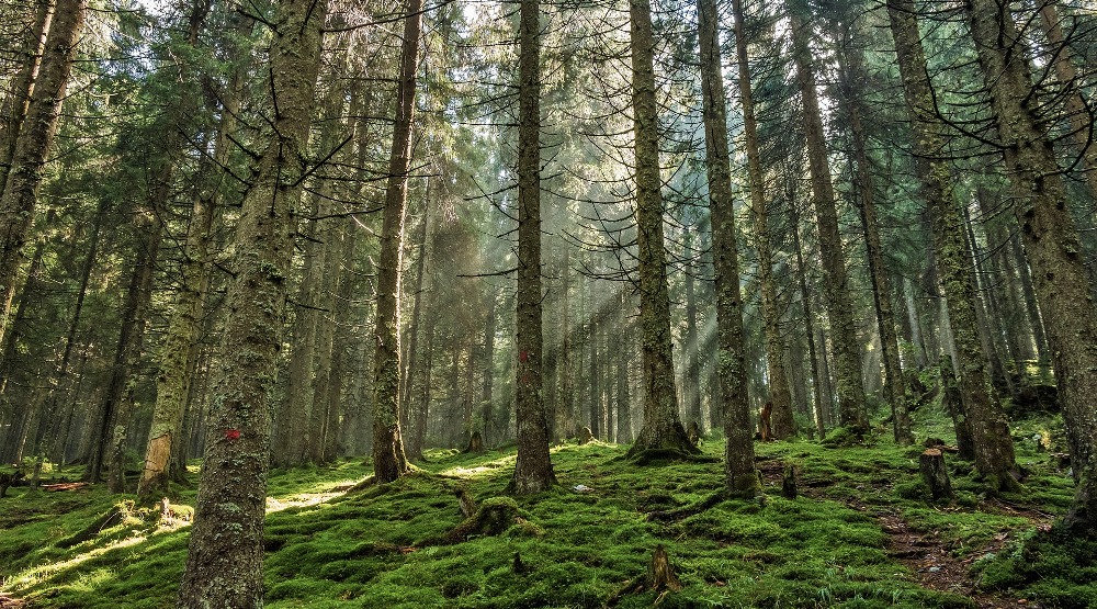 Сосны-великаны и бабочки из Африки: в Омской области открывается экотропа