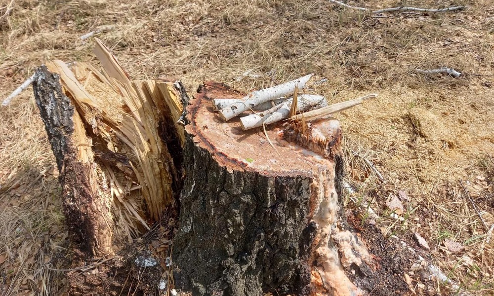 В Омской области незаконно вырубили берёзы стоимостью 128 тысяч рублей