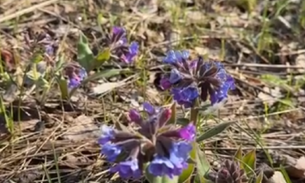 В городских парках зацвела медуница