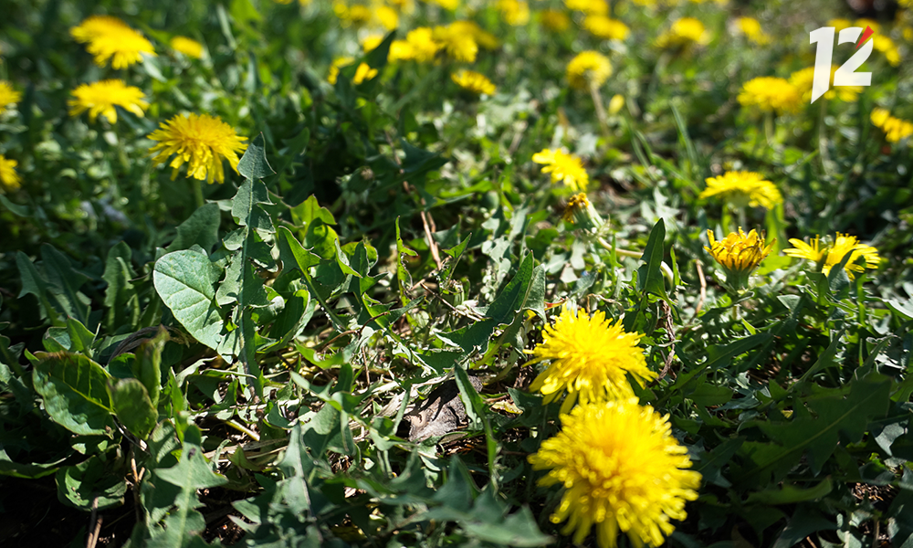 Температура ниже нормы: в июле в Омской области ожидается холодная погода 