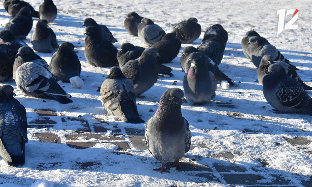После январской оттепели в Омскую область придут морозы до -26 градусов