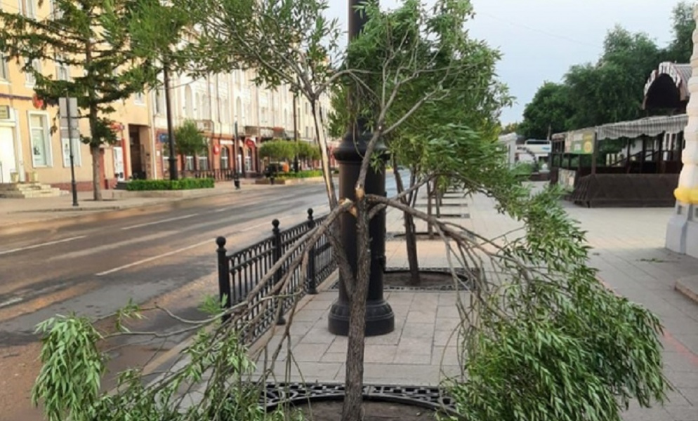 В Омске вандалы сломали несколько шаровидных ив на улице Ленина