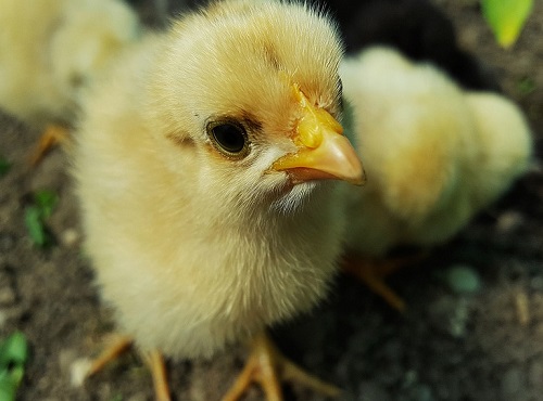 Телезрители 12 канала узнают о возрождении птицеводческого хозяйства в Омской области