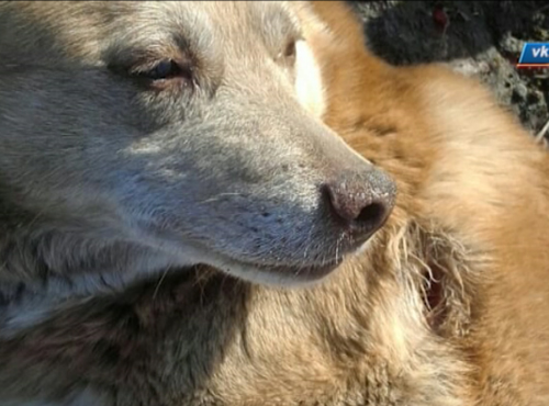 В Омске расстреляли бездомных собак