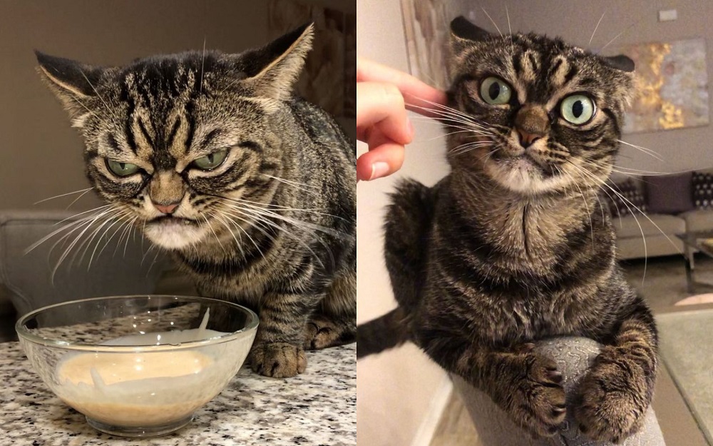 Найден самый угрюмый кот в мире