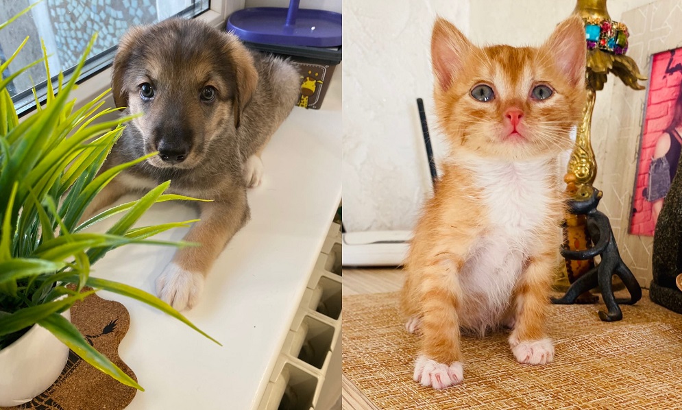 Омичей просят помочь детскому саду для животных