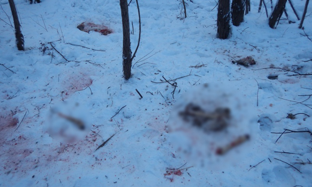 Возбуждено уголовное дело по факту незаконной охоты в Черлакском районе