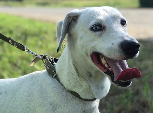 Пса-альбиноса из омского приюта хочет забрать семья из Канады