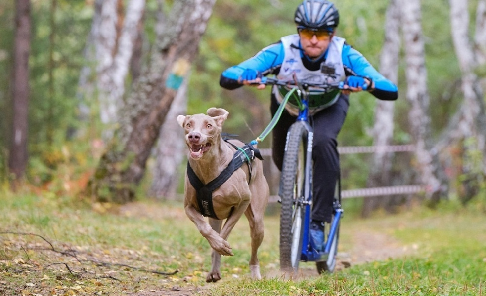 Скутер на собачьем ходу: омичи отправляются на чемпионат России по ездовому спорту