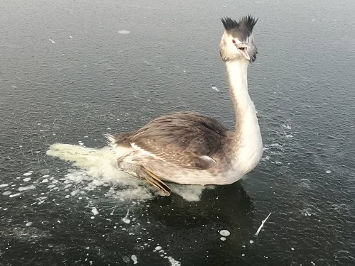 Омские рыбаки спасли краснокнижную птицу