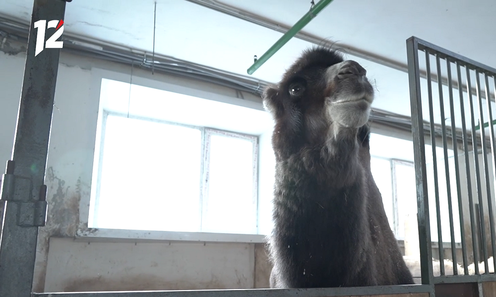 Циркам могут запретить покупать животных