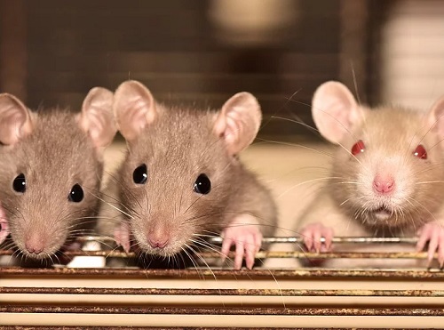 Омичи массово скупают крыс