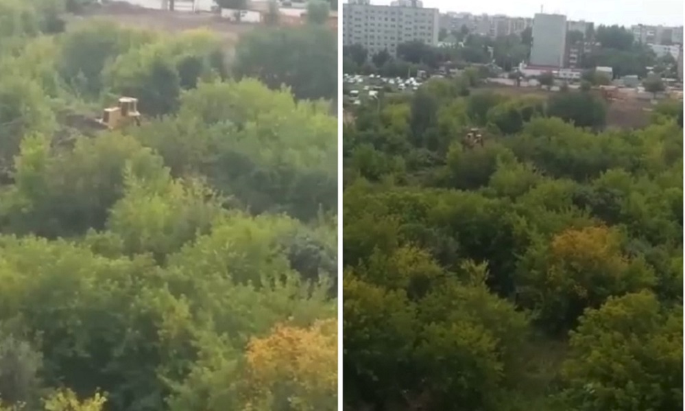 «Пострадавших деревьев не обнаружено»: в Омске полиция опровергла информацию о незаконной вырубке 