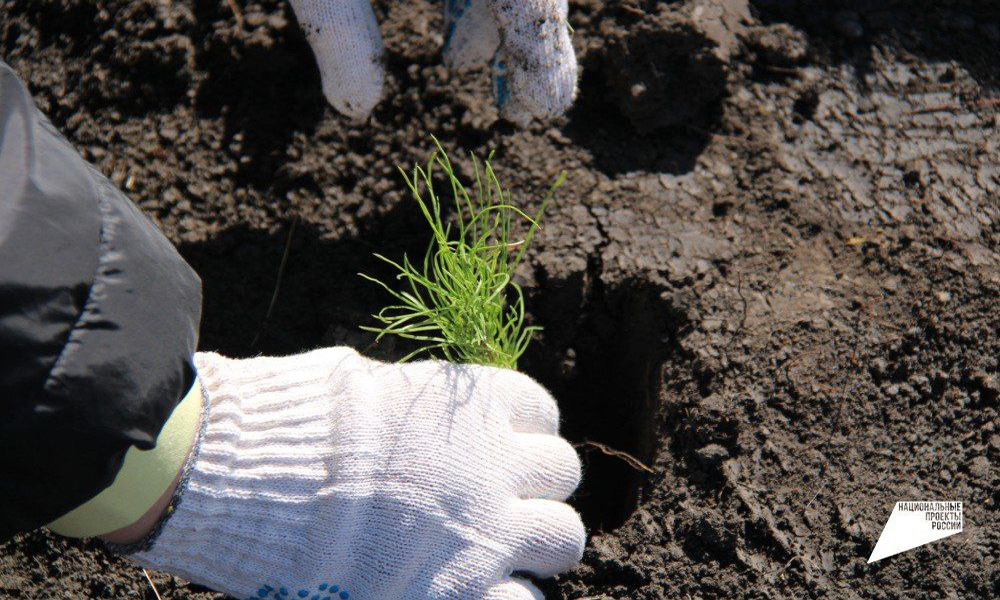 В честь завершения экологической акции «Сохраним лес» омская телебашня загорится зелëным