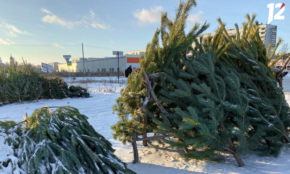 В Омск из Челябинской и Свердловской областей привезли 19 780 новогодних сосен