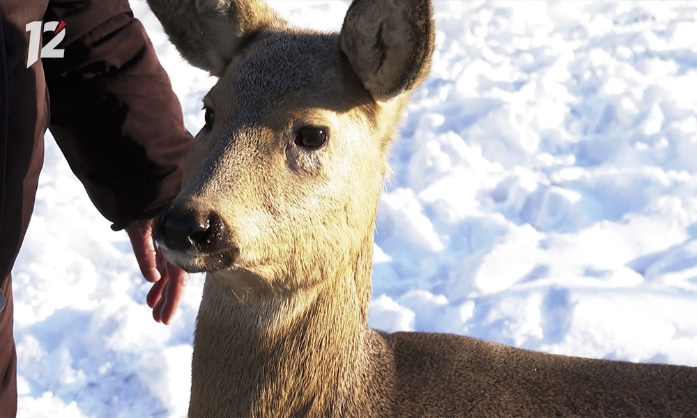 В Омской области отменили режим повышенной готовности, введённый из-за активной миграции косуль 
