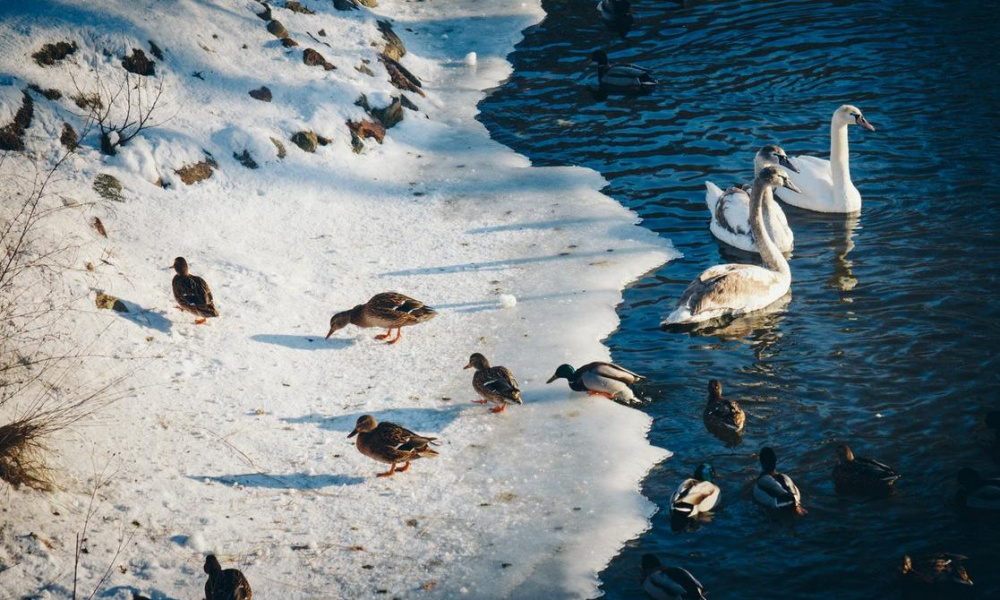 Растолстевшие утки не спешат улетать из Омска, несмотря на инстинкт миграции