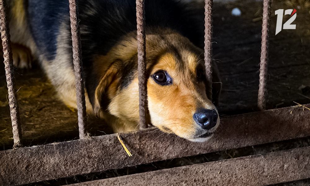В Омской области у собаки выявили бешенство