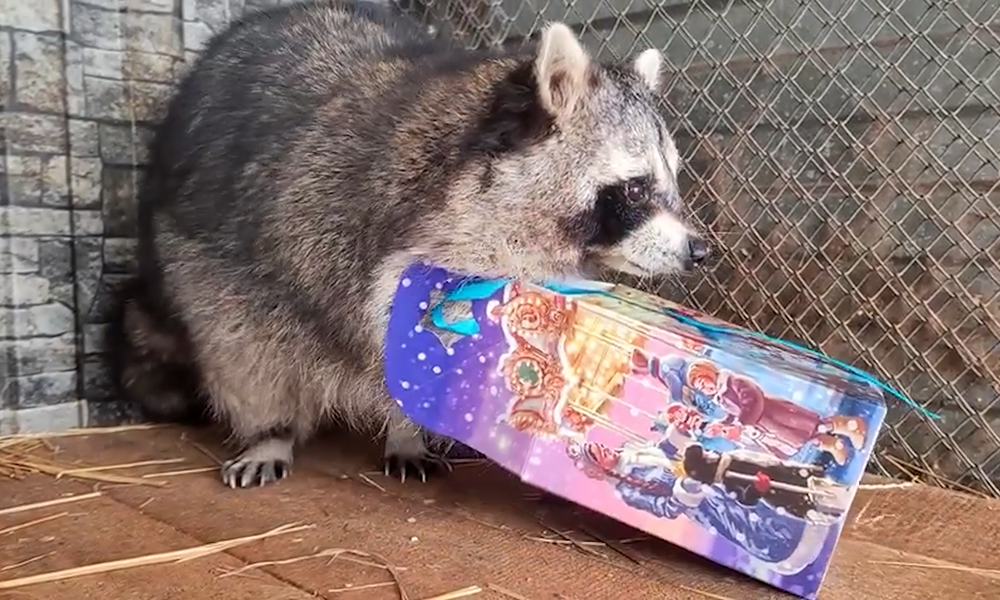 Енот по кличке Ракета из Большереченского зоопарка уже получил свой новогодний подарок