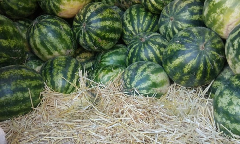 В Омск из Казахстана привезли арбузы с сорняком в подстилочном материале