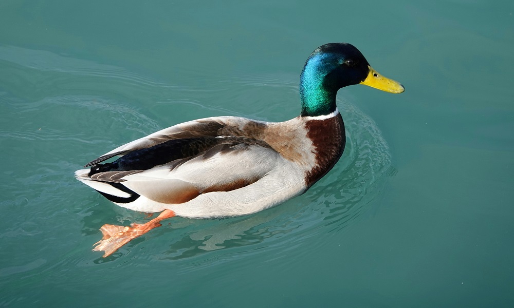 В Омской области раньше времени стартовала охота на селезня и тетерева