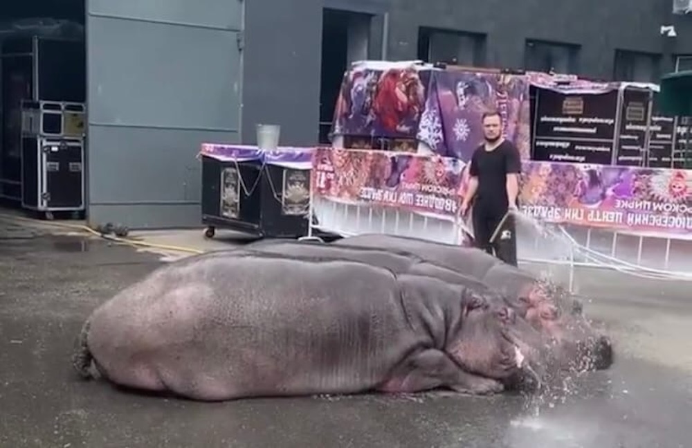 На улице возле омского цирка мыли бегемотов