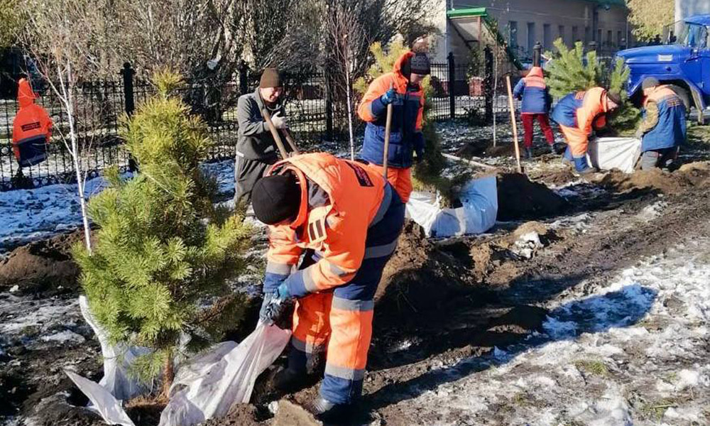 В Омске специалисты УДХБ высадили около 100 деревьев и кустарников в Центральном округе 
