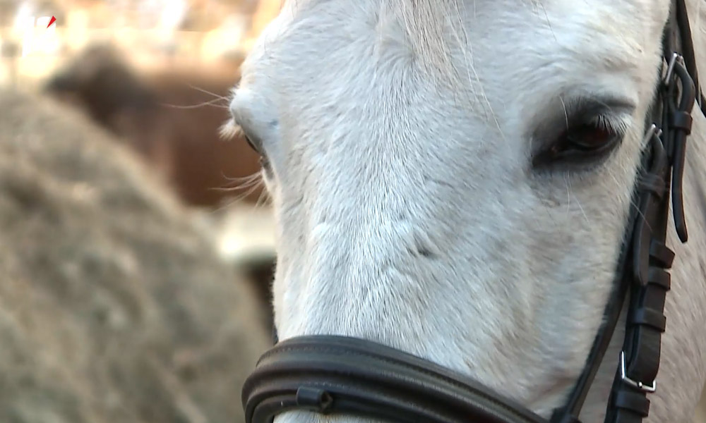 В одном из населённых пунктов Омской области объявили карантин из-за болезни лошадей