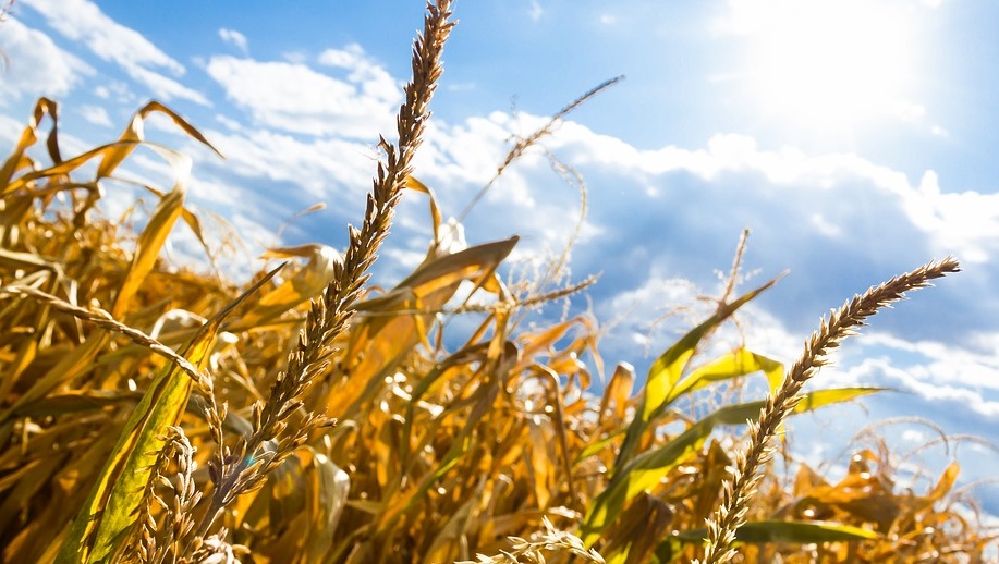 Уборку зерновых и зернобобовых завершили во всех районах Омской области