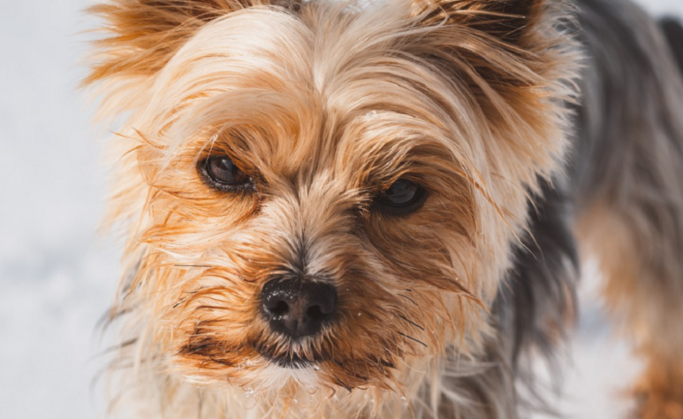 В Омской области накажут мужчину, который убил собаку на глазах у ребёнка