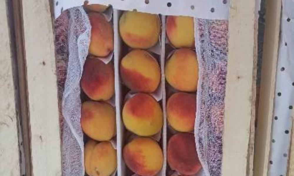 В Омской области задержали партию персиков из Узбекистана, поражённых личинками 