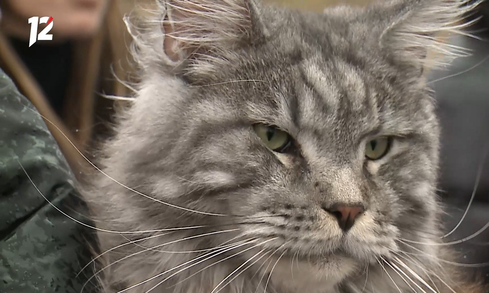 В Омске с дерева спасли испуганную кошку