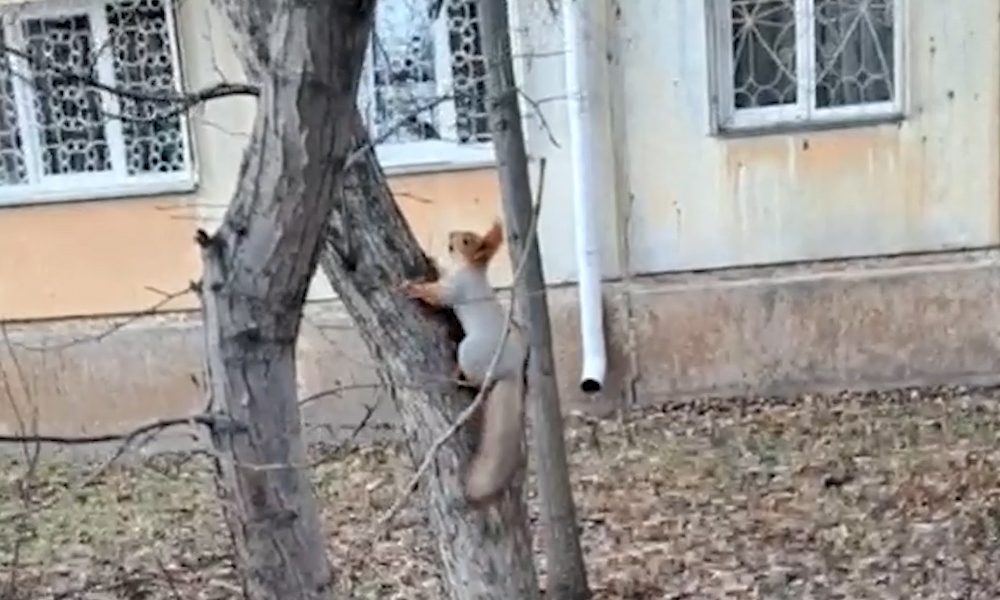 Омские белки уже сменили шубку на более густую и теперь запасаются провизией перед холодами
