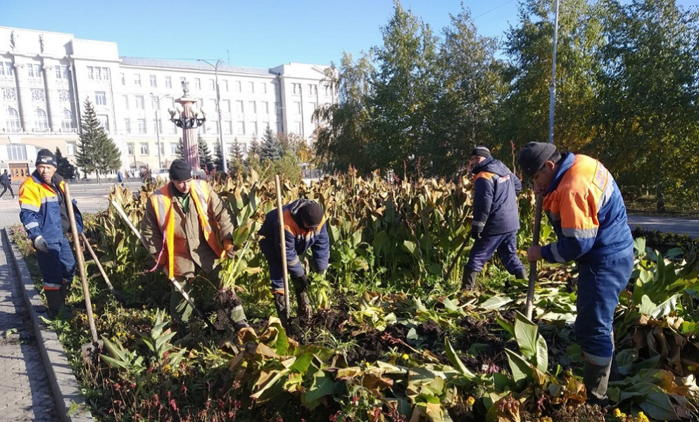 Омские агрономы заканчивают подготовку клумб к зиме 